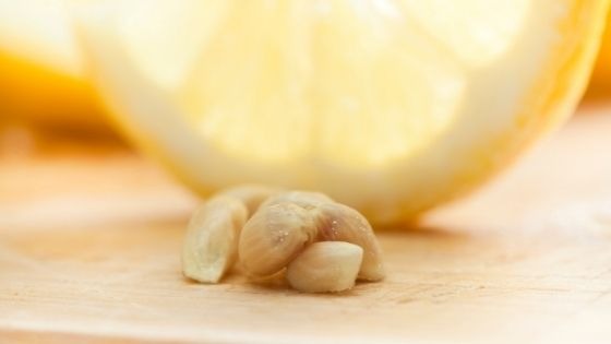 Are Lemon Seeds Toxic